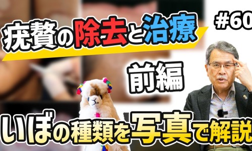 猪连贴的功效与作用图片-猪连贴的功效与作用网 | 猪连贴的功效与作用图片,猪连贴的功效与作用图片